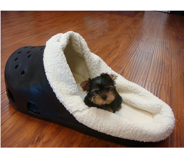 adorable yorkie puppies for adoption adorable yorkie puppies for adoption pets animals dogs adorable yorkie puppies for adoption adorable yorkie puppies for adoption pets animals dogs