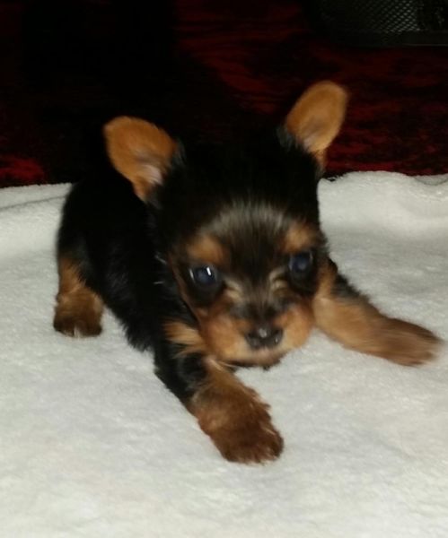 teacup yorkie rescue ct interesting teacup yorkie puppies available for their adoption pets animals dogs teacup yorkie rescue ct interesting teacup yorkie puppies available for their adoption pets animals dogs