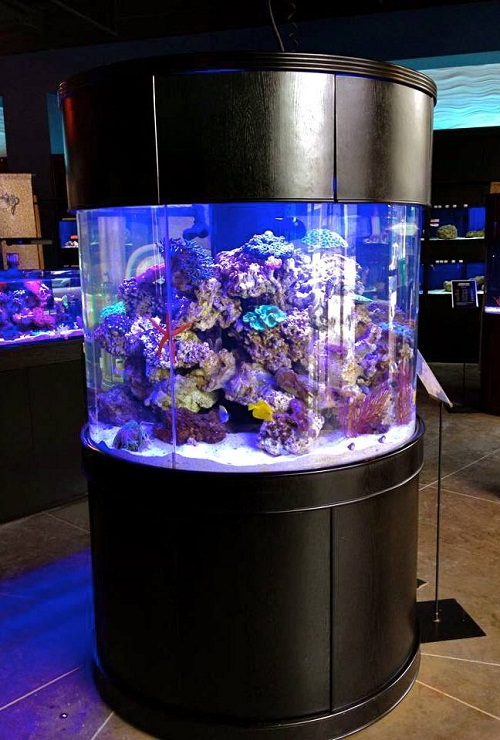 Glass Aquarium for Sale Premium Large Fish Tank and Stand Aqua Vim