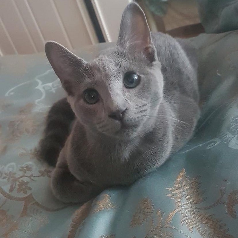 Adorable Russian Blue Kittens ready to go to their loving homes at the moment (Pets & Animals